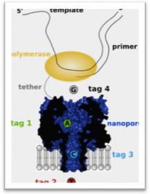  DNA Sequencing