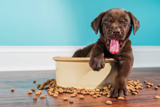 Messy dog food siemens eda mentor