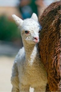 Fast Path to Baby Llama BringUp at the Edge