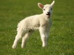 Happy Lamb