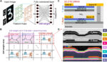 3D stacked IGZO 2T0C DRAM array with multibit capability for computing in memory applications